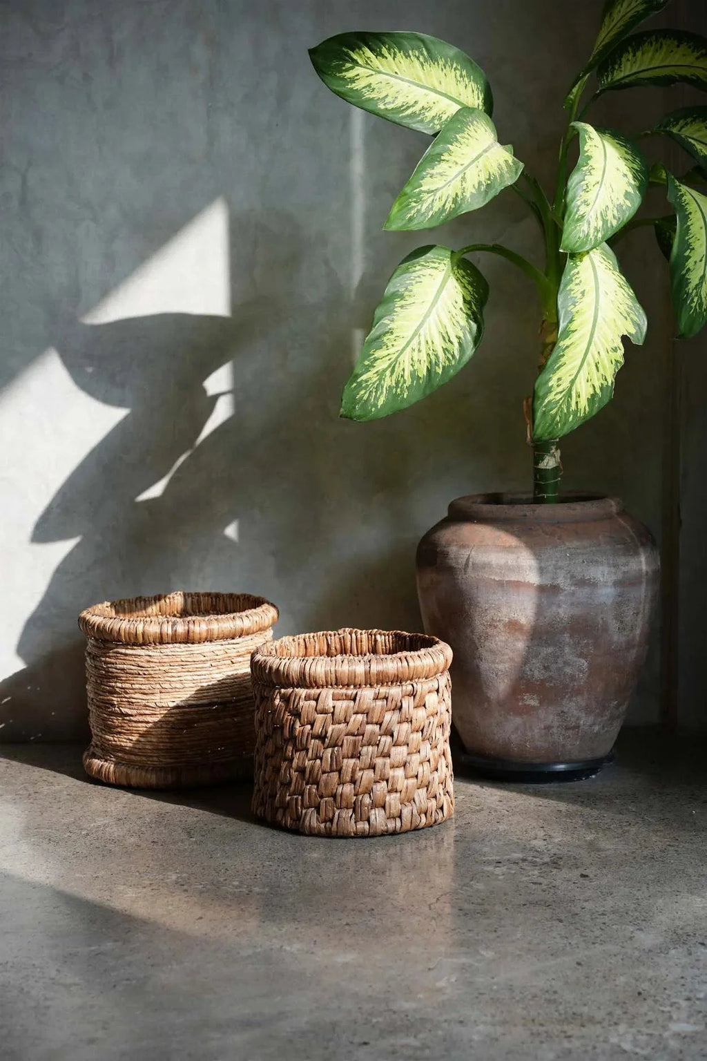 Plante verte et jaune variegée dans un pot rustique pour Panier de rangement en jacinthe d’eau