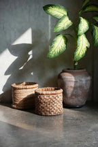 Plante verte et jaune variegée dans un pot rustique pour Panier de rangement en jacinthe d’eau