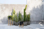 Collection de cactus et plantes serpent en pot en terre cuite et porte-plante en bois naturel