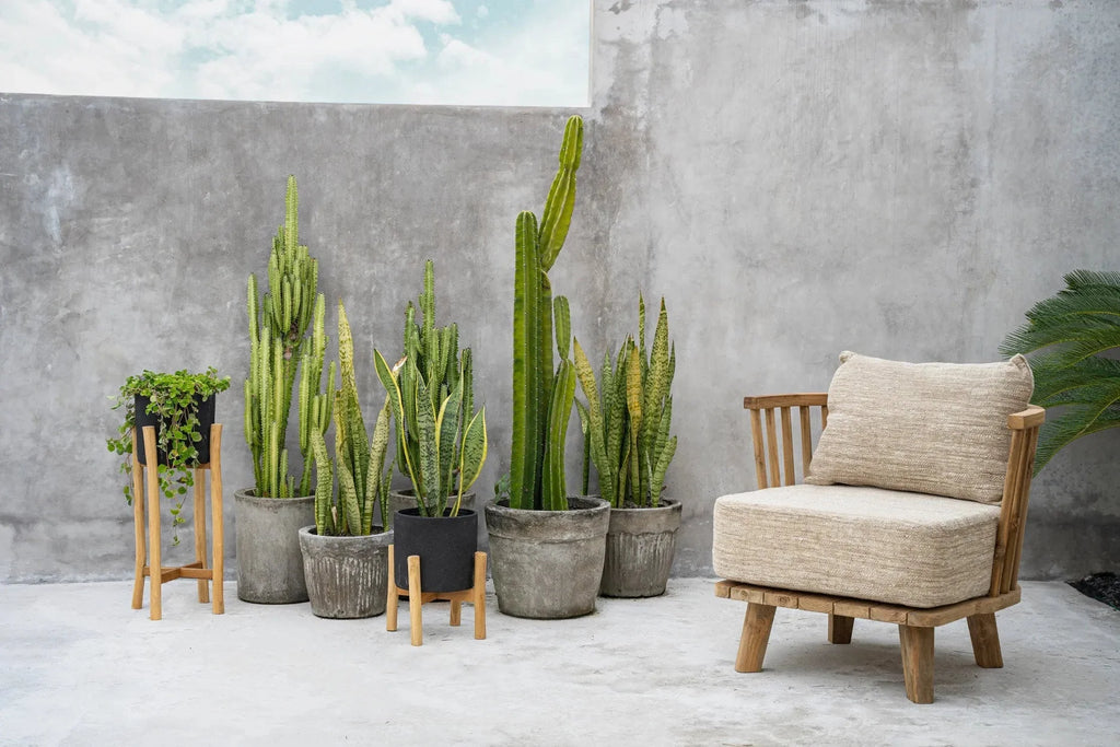 Collection de cactus et plantes serpent en pot en terre cuite noire sur socle en teck