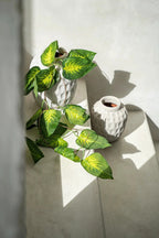 Feuilles vertes et jaunes variegées de pothos dans un pot blanc texturé, vase en terre cuite gris béton